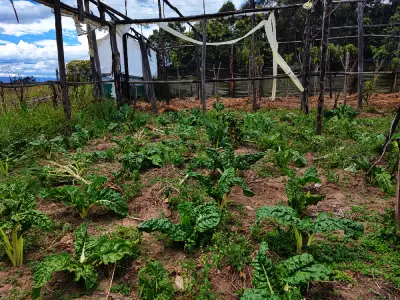 ORGANICALLY GROWN VEGETABLES